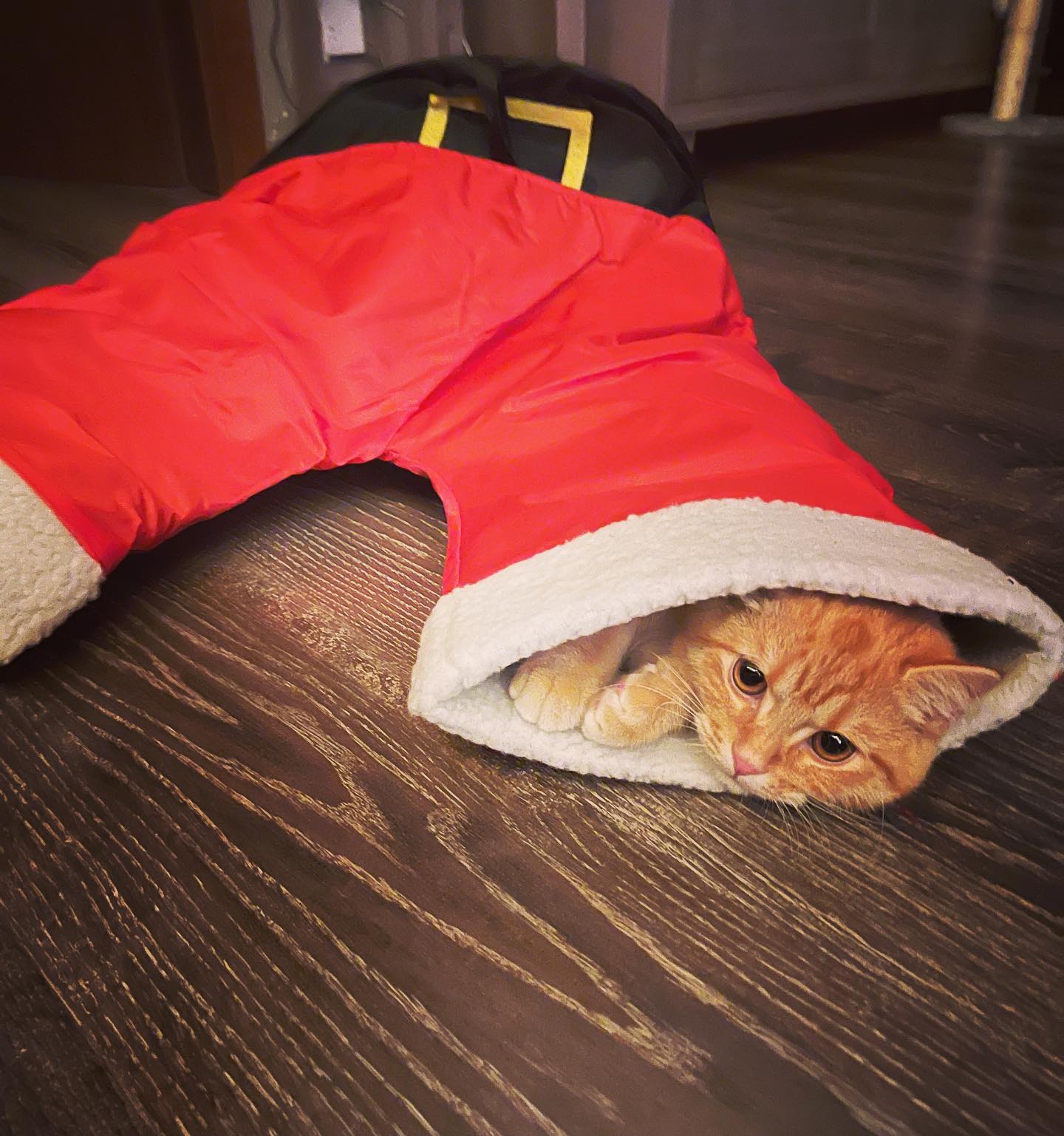 Selvaggia Lucarelli Gatto Natale....