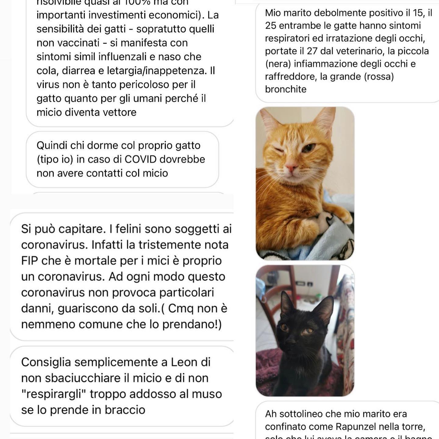 Selvaggia Lucarelli Molti studi hanno confermato la possibilità dei gatti di prendere il Covid (e al...