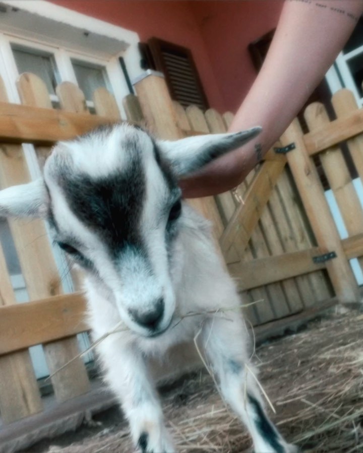 Rose Villan Ho passato un pomeriggio speciale a conoscere questi animali in un santuario vic...