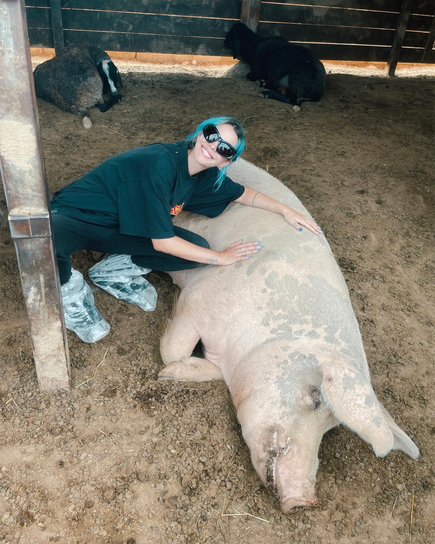 Rose Villan Ho passato un pomeriggio speciale a conoscere questi animali in un santuario vic...