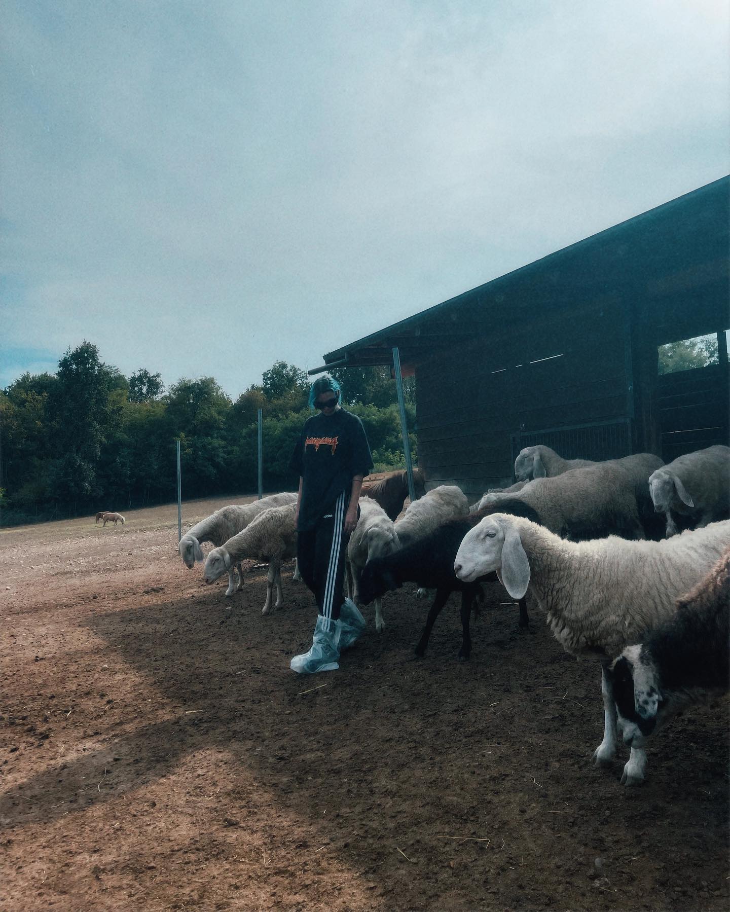 Rose Villan Ho passato un pomeriggio speciale a conoscere questi animali in un santuario vic...