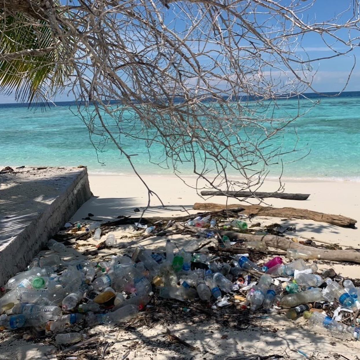 Selvaggia Lucarelli Sapete da dove vengono queste immagini? Da un’isola che si chiama Pom Pom, nel B...