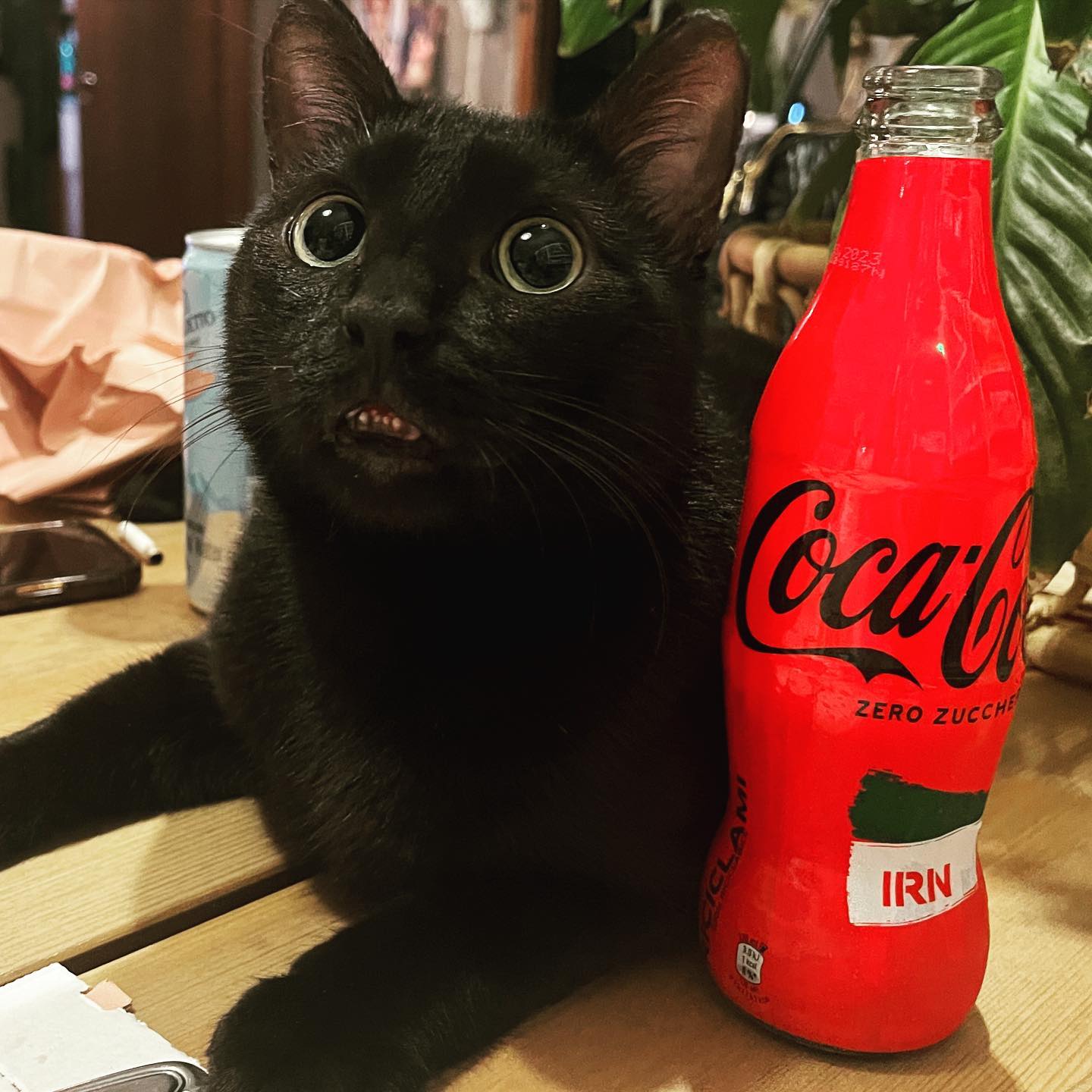 Selvaggia Lucarelli È evidente che la Coca Cola mi paghi per fotografare la bottiglia con un gatto c...