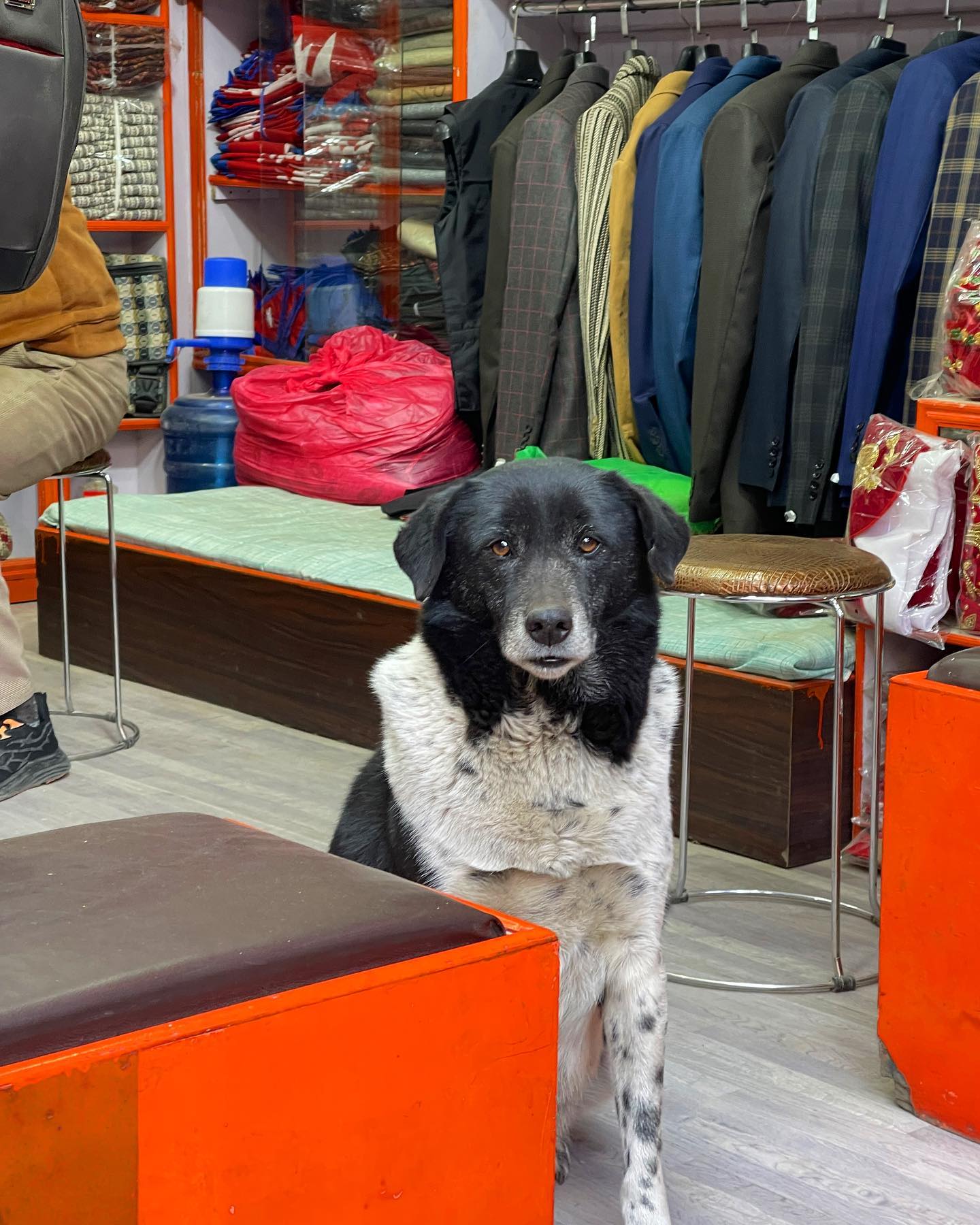 Selvaggia Lucarelli Il cane in camicia di pelo e spalline naturali nel negozio che vende giacche. E ...