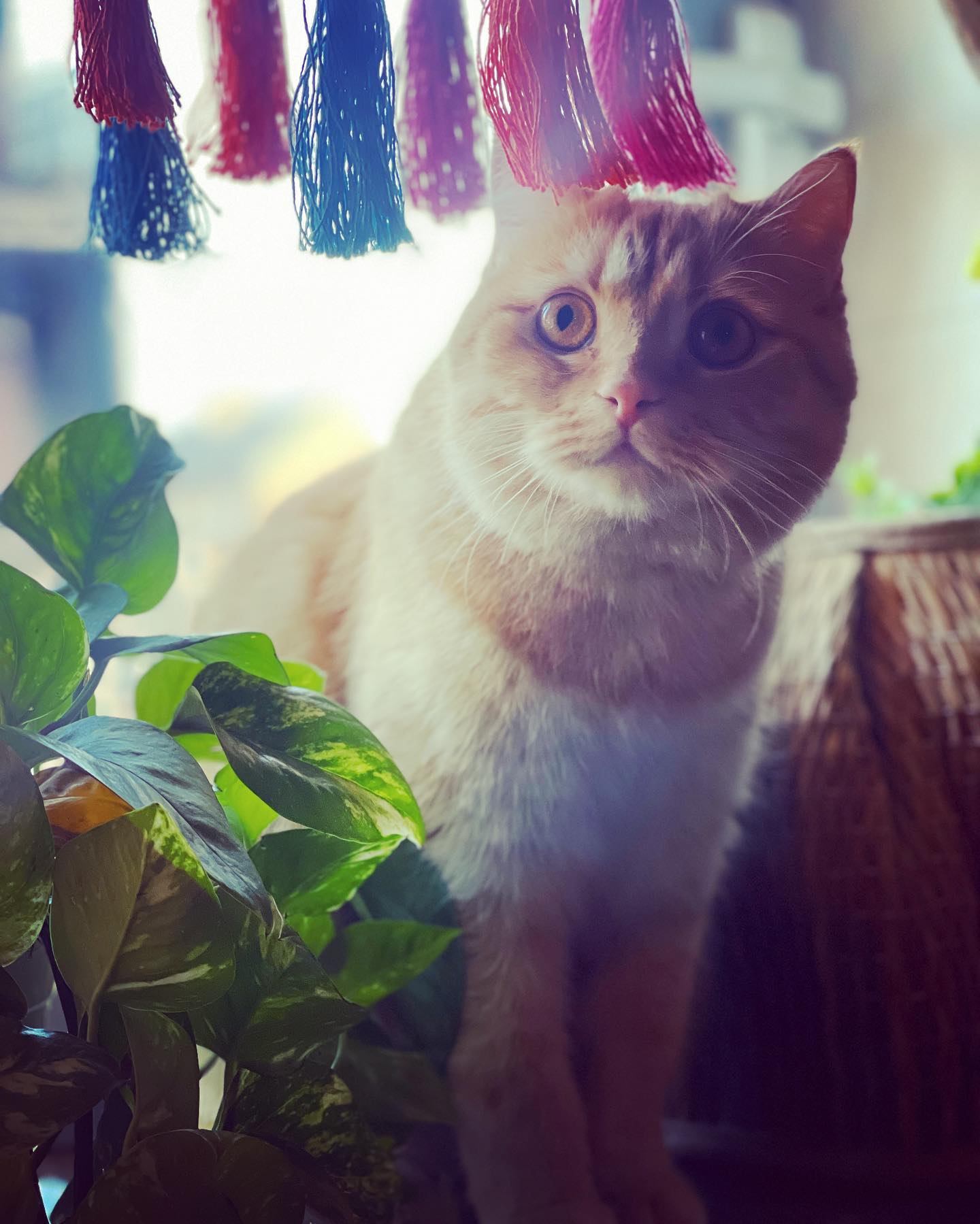 Selvaggia Lucarelli Evangelion, il gatto con la canotta. Gli manca solo lo spaghettone aglio e olio....