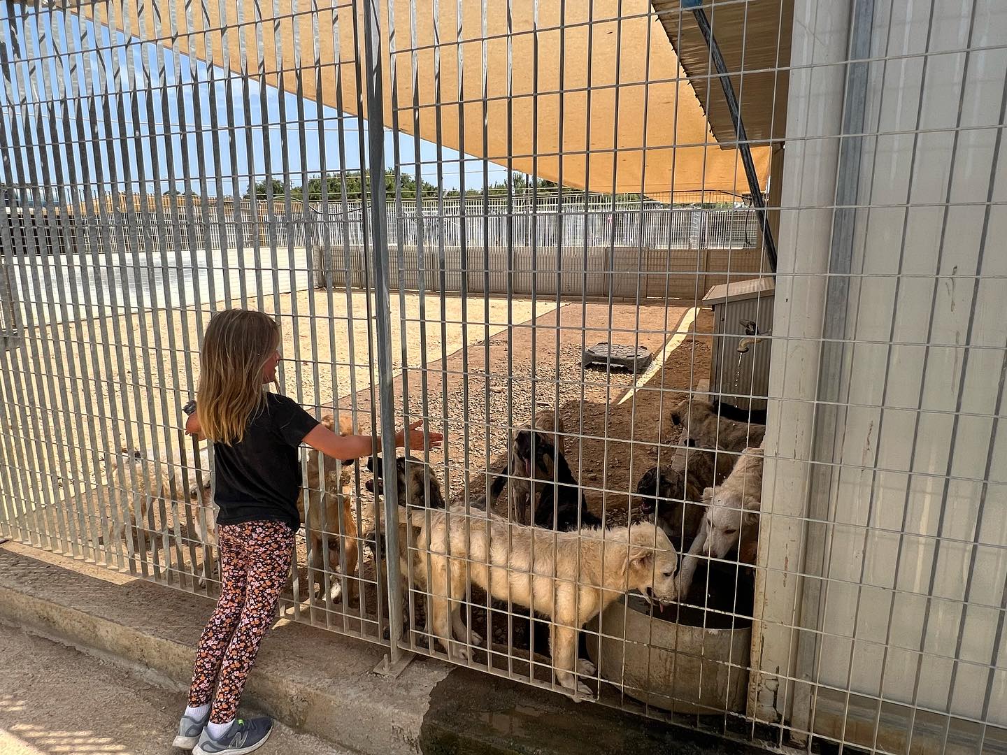 Elisabetta Canalis Io e Skyler siamo state al Rifugio fratelli minori, il canile di Olbia . Ho trov...