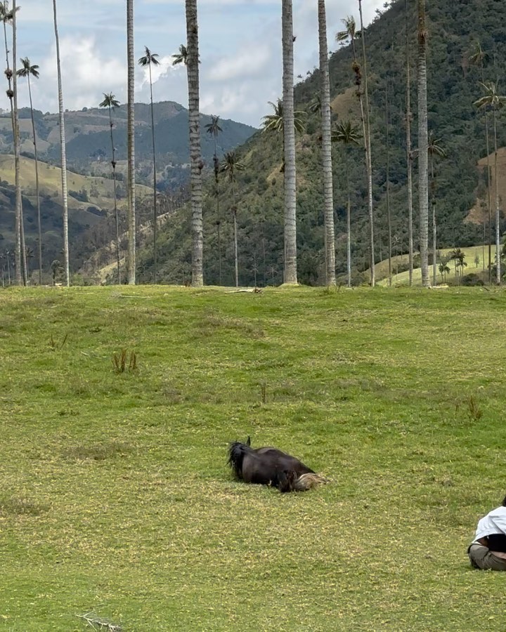 Selvaggia Lucarelli Nella valle del Cocora cresce una varietà di palma autoctona detta “Palma della ...