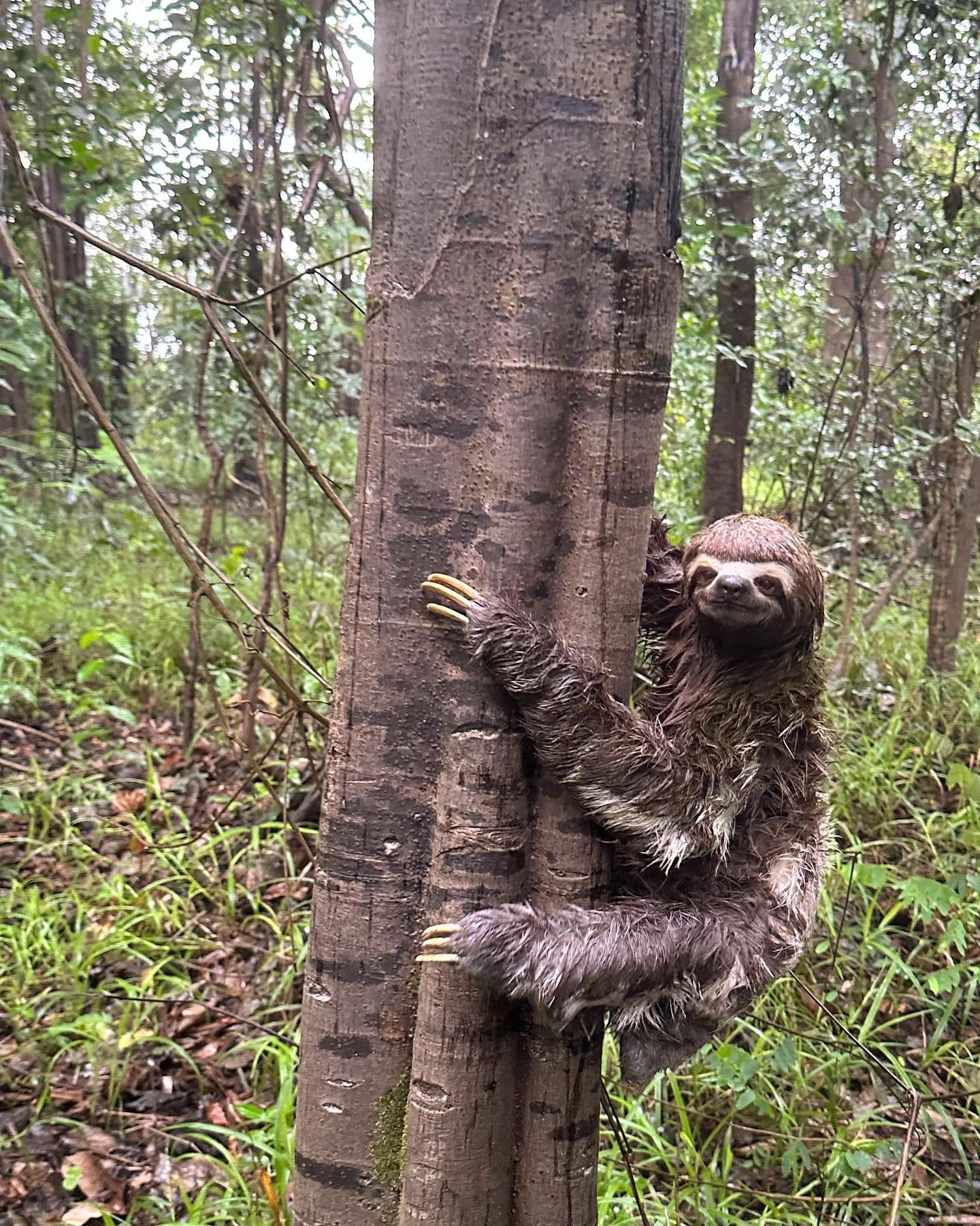 Selvaggia Lucarelli In Amazzonia ho pregato tanto che ogni tentativo di addomesticare il mondo, alme...