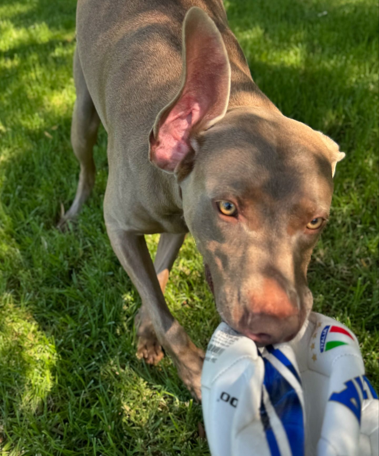 Elisabetta Canalis Puppies time...