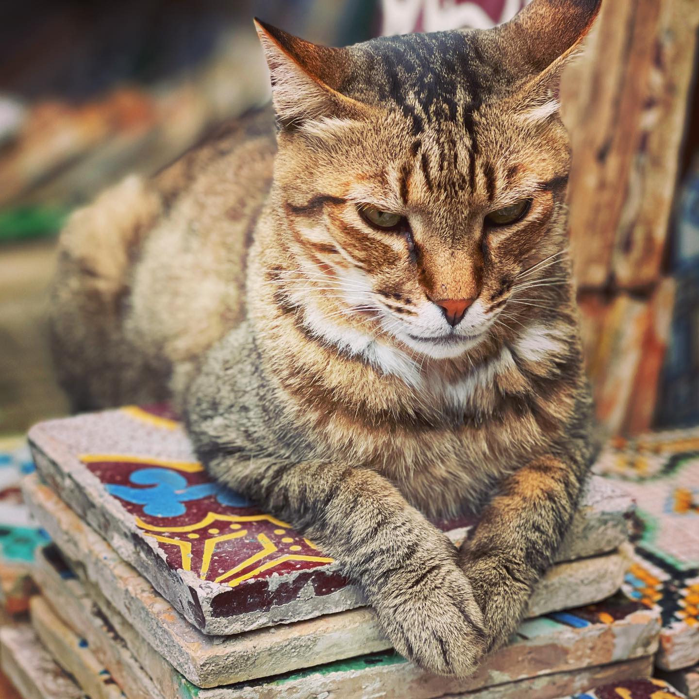 Selvaggia Lucarelli Gatto su maiolica siciliana....